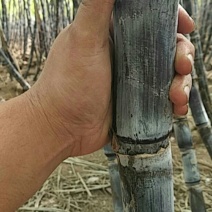 甘蔗水果甘蔗，黑皮甘蔗！