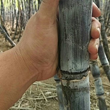 甘蔗水果甘蔗，黑皮甘蔗！