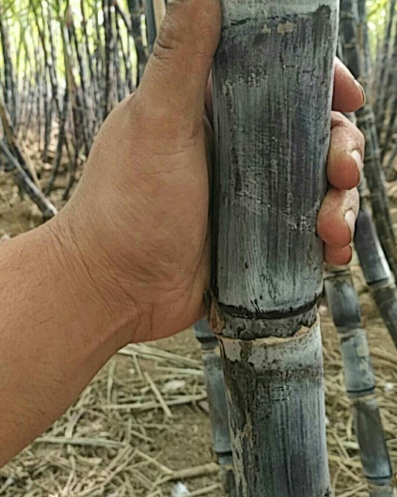 甘蔗水果甘蔗，黑皮甘蔗！