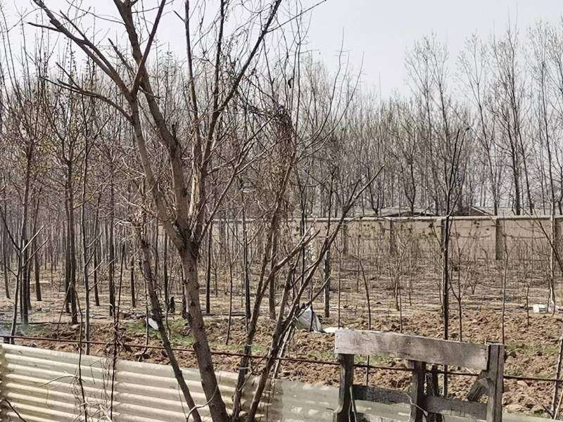 大院内有围栏林地出租养鸡鸭鹅，水电住房齐全