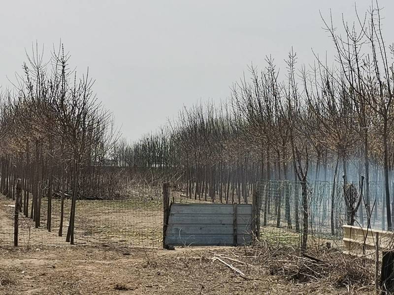 大院内有围栏林地出租养鸡鸭鹅，水电住房齐全