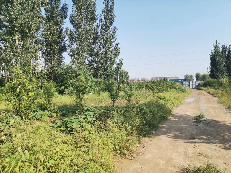 大院内有围栏林地出租养鸡鸭鹅，水电住房齐全