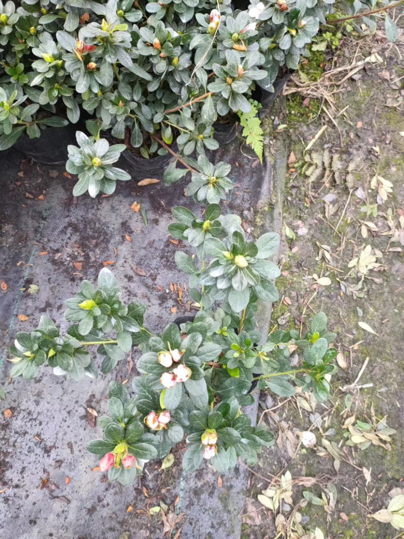 樱桃红杜鹃花，16杯杜鹃花价格，小桃红杜鹃花