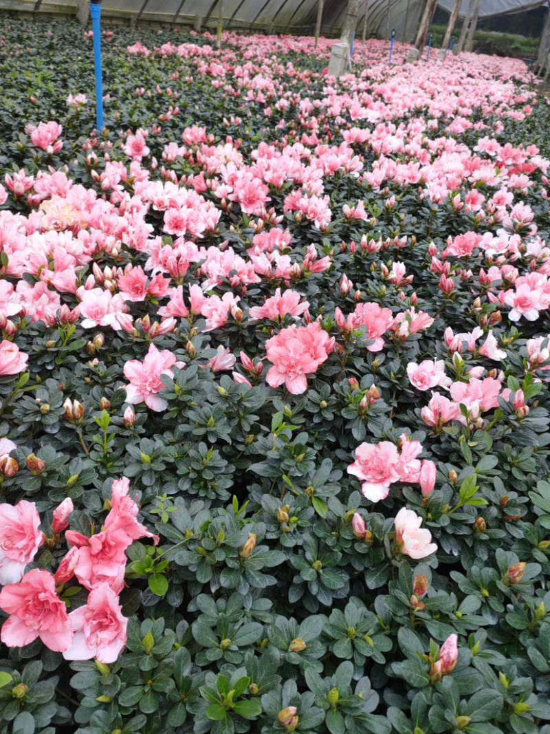 樱桃红杜鹃花，16杯杜鹃花价格，小桃红杜鹃花
