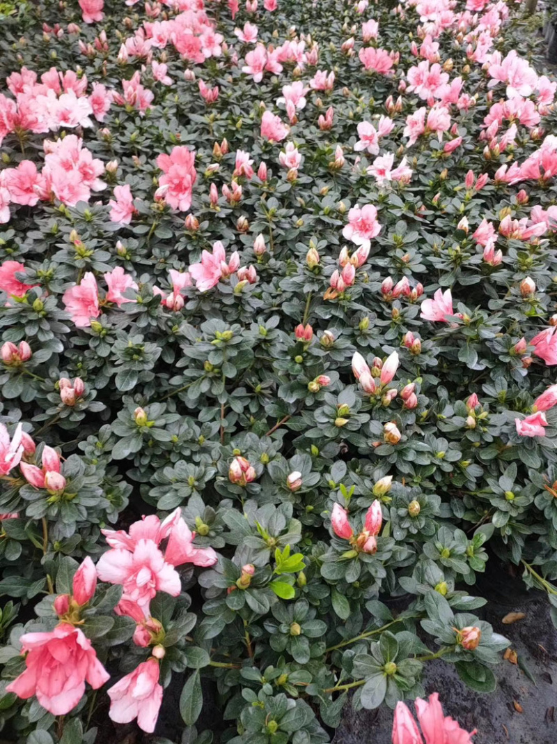 樱桃红杜鹃花，16杯杜鹃花价格，小桃红杜鹃花