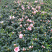 樱桃红杜鹃花，16杯杜鹃花价格，小桃红杜鹃花