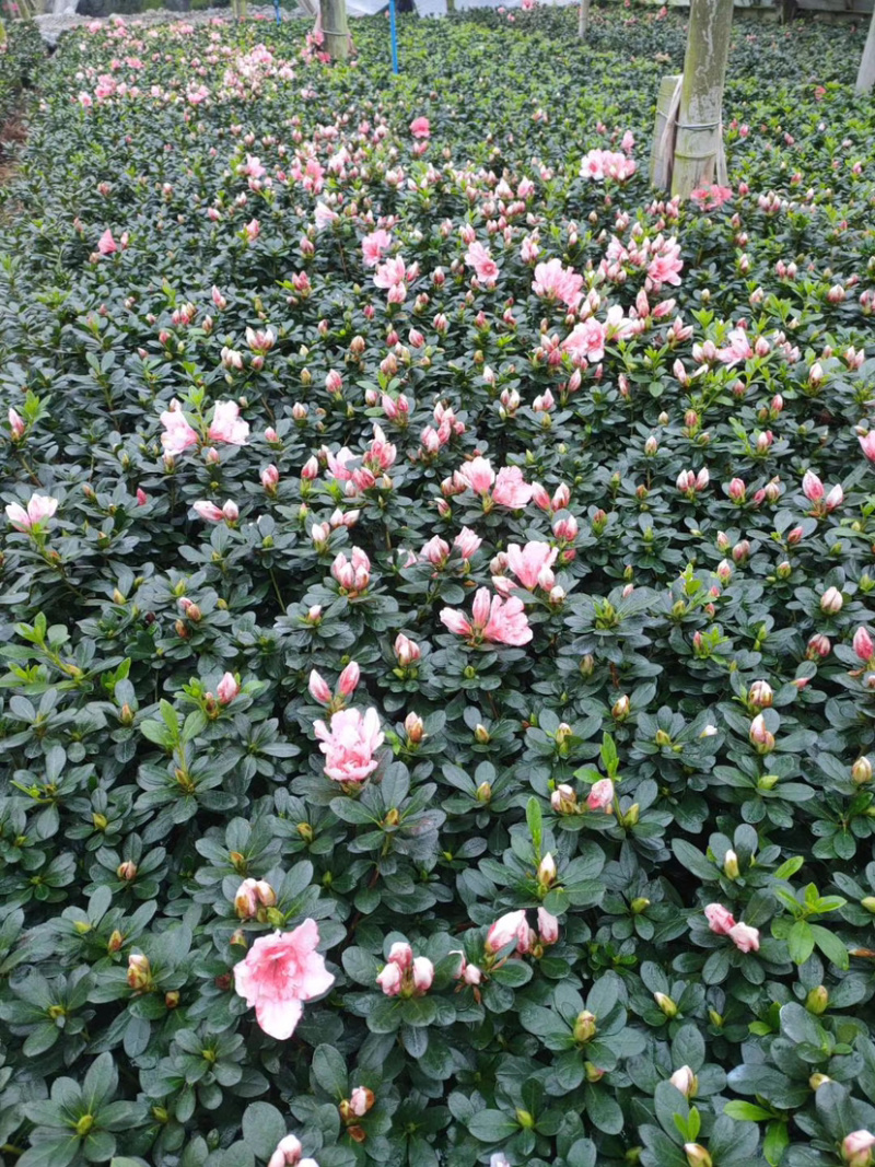 樱桃红杜鹃花，16杯杜鹃花价格，小桃红杜鹃花