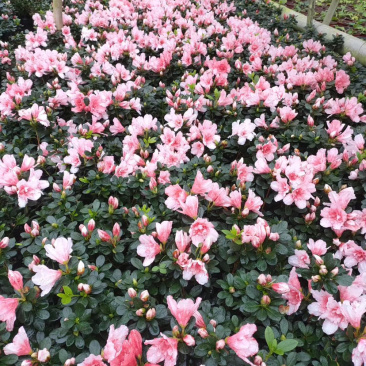 樱桃红杜鹃花，16杯杜鹃花价格，小桃红杜鹃花