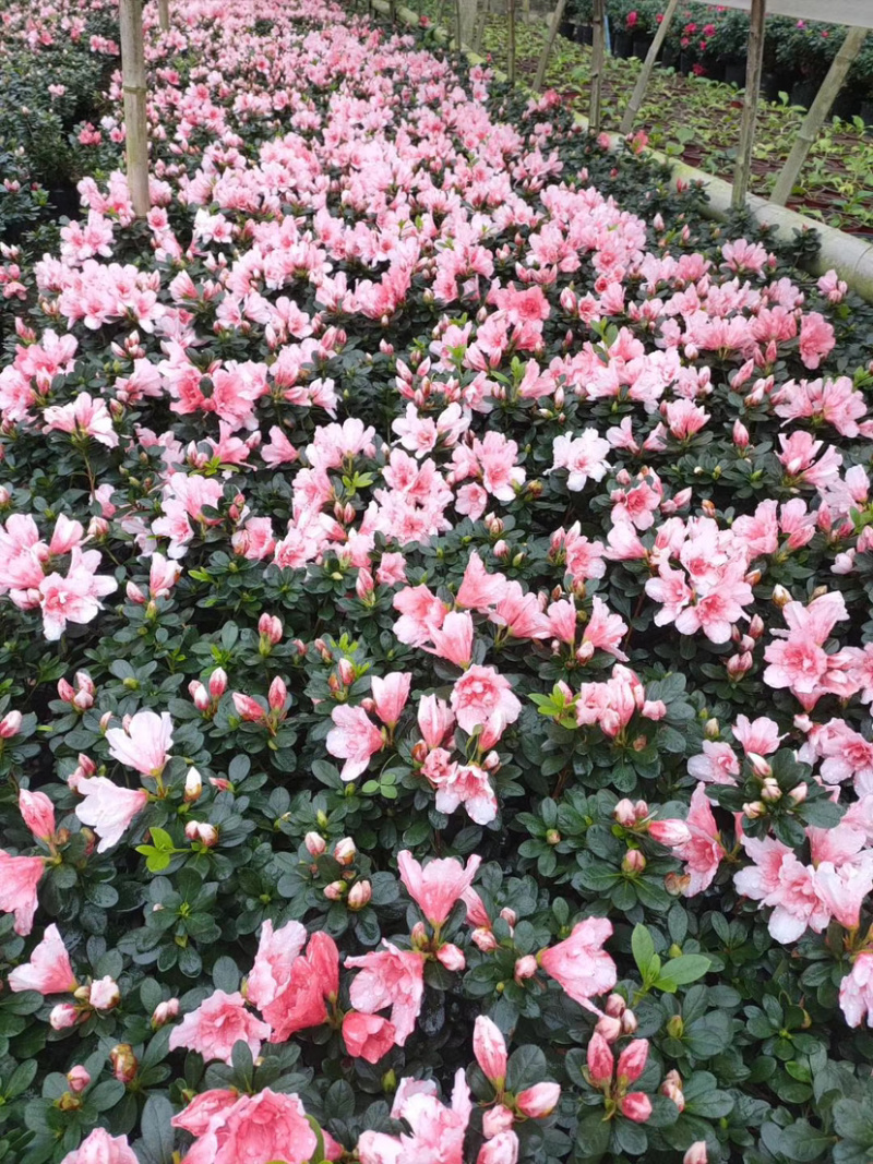 樱桃红杜鹃花，16杯杜鹃花价格，小桃红杜鹃花