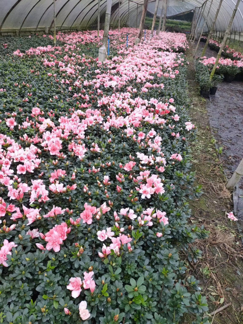 樱桃红杜鹃花，16杯杜鹃花价格，小桃红杜鹃花