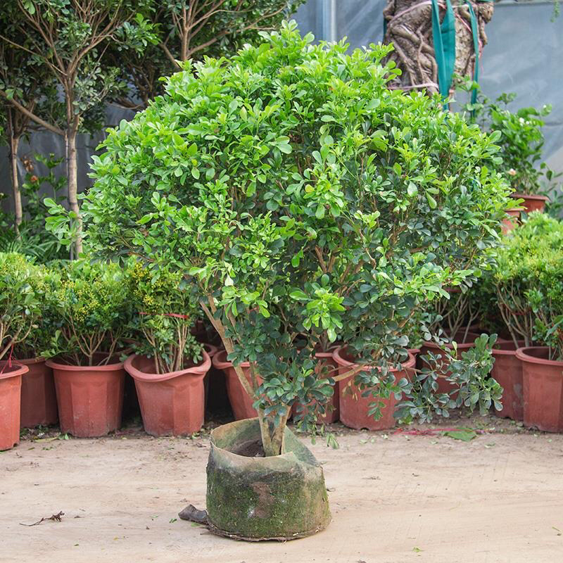 米兰花苗绿植四季常米兰花芳香花卉米兰盆栽