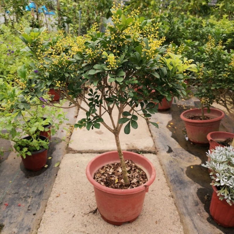 米兰花苗绿植四季常米兰花芳香花卉米兰盆栽