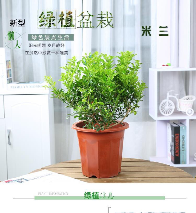 米兰花苗绿植四季常米兰花芳香花卉米兰盆栽