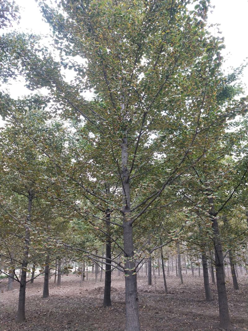银杏树国槐白蜡樱花法桐等各种规格苗木