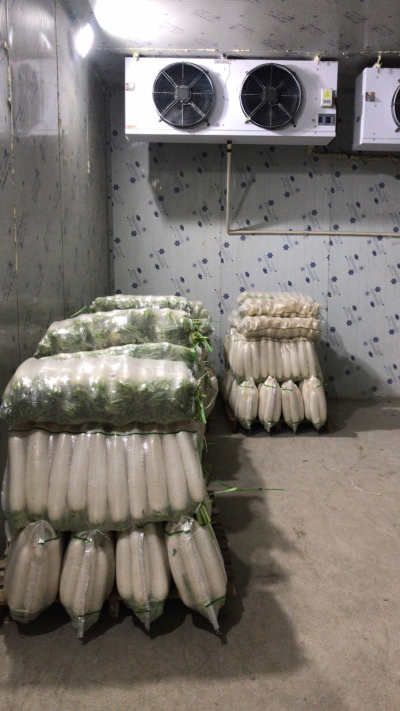 河南精品白萝卜上市中
