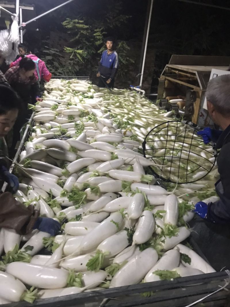 河南精品白萝卜上市中