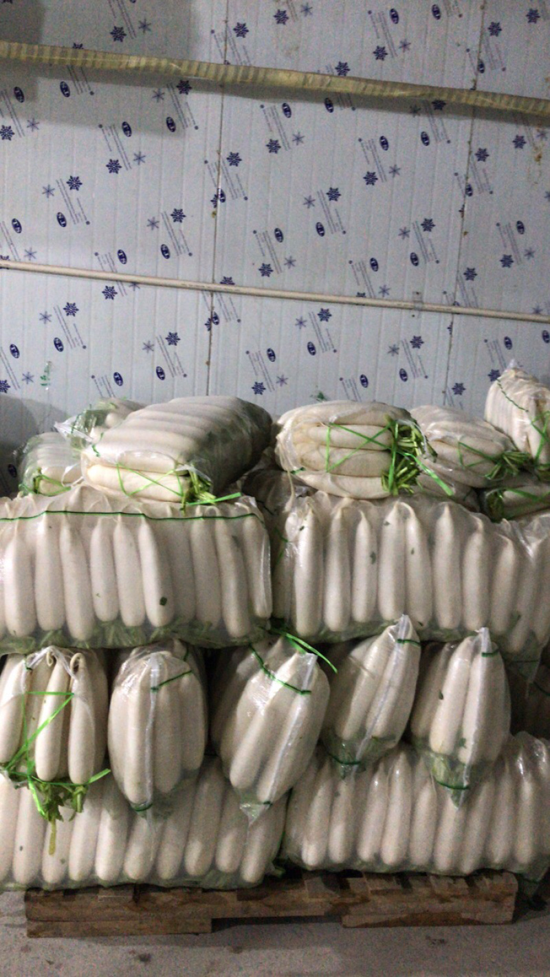 河南精品白萝卜上市中