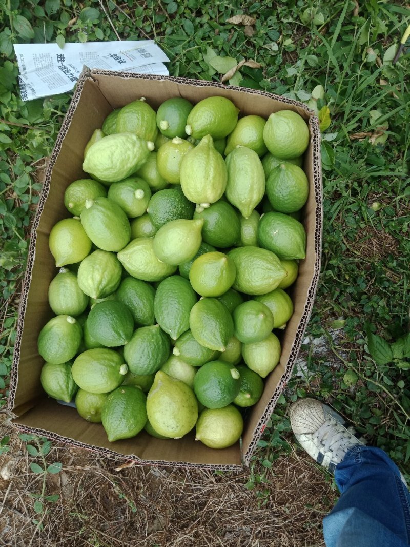 香水柠檬