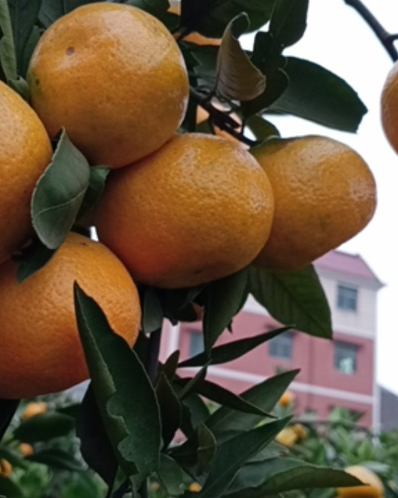 浙江衢州蜜桔大量上市，果园直发，规格齐全，欢迎前来采购