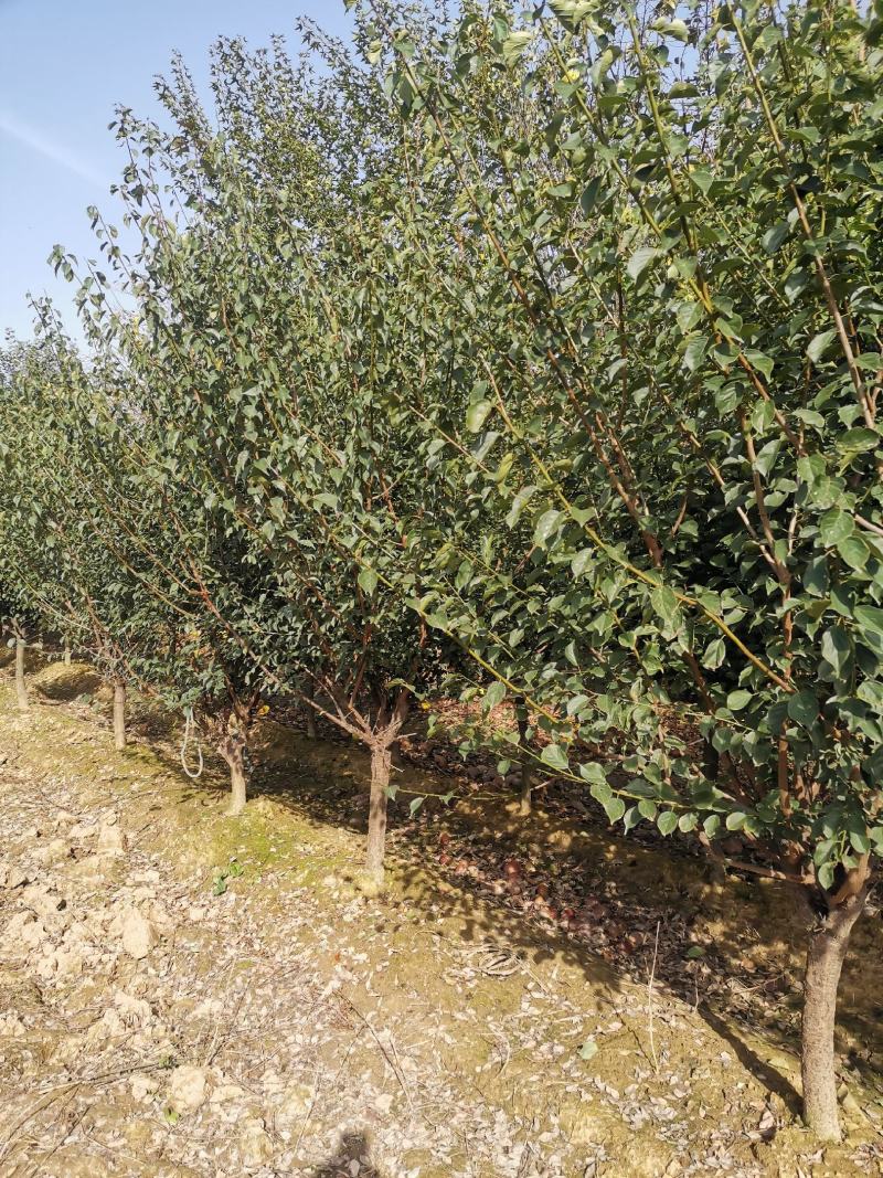 红梅精品红梅6-8公分红梅