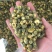 苏北菊胎菊大货每件10公斤质量中等产地直供批发价