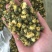 苏北菊胎菊大货每件10公斤质量中等产地直供批发价