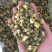 苏北菊胎菊大货每件10公斤质量中等产地直供批发价