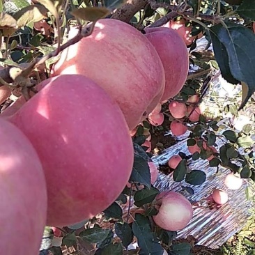 苹果树苗1公分苹果苗3公分苹果树矮化富士苹果苗