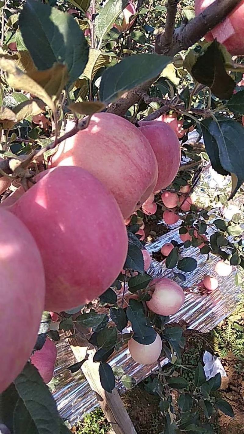 苹果树苗1公分苹果苗3公分苹果树矮化富士苹果苗