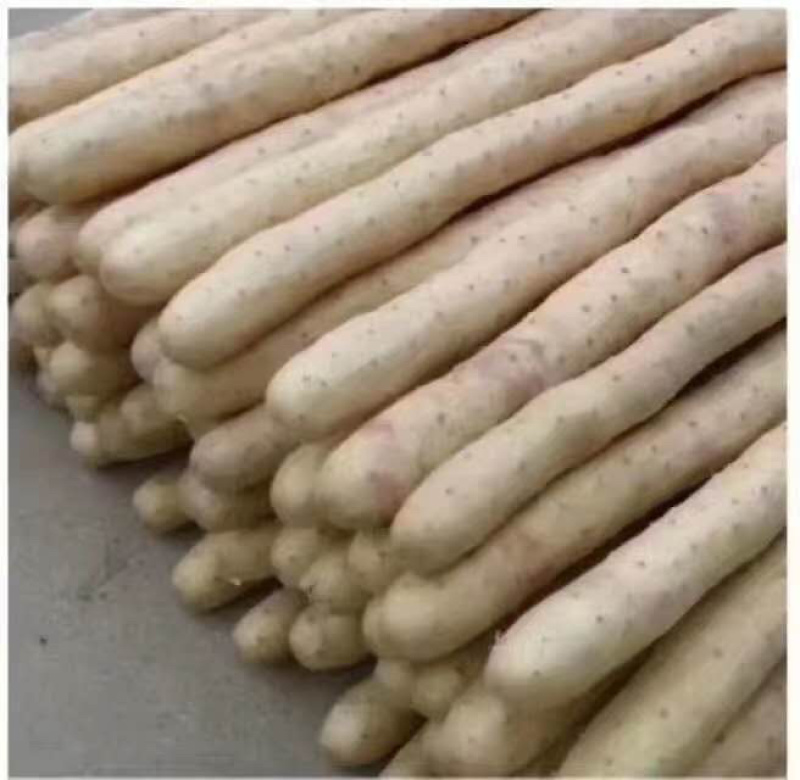 安平兴开小白嘴白山药淮山药现大量货供应网袋箱货