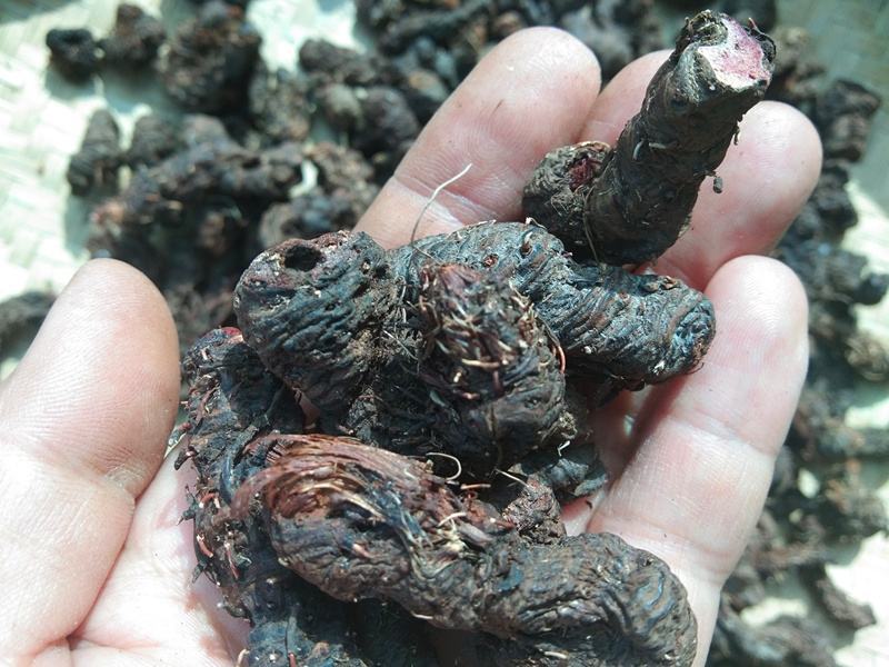 拳参草河车紫参化骨莲虾参中药材拳参红蚤休