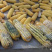 兽用饲料添加剂/脱霉剂/优脱霉（畜禽用复合预混合饲料）