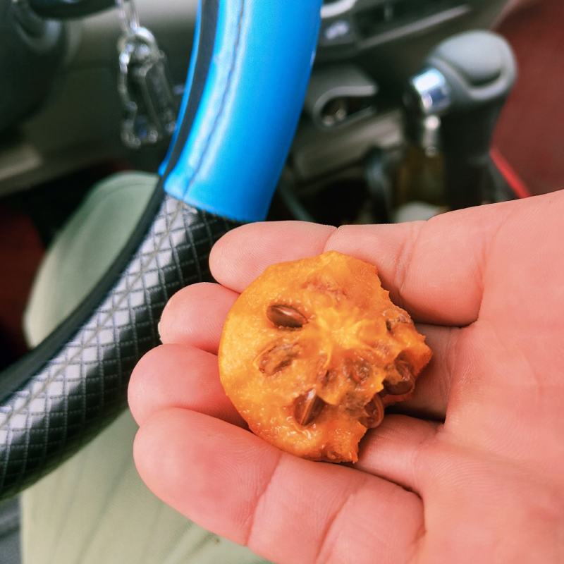 大别山区野生小果甜柿子