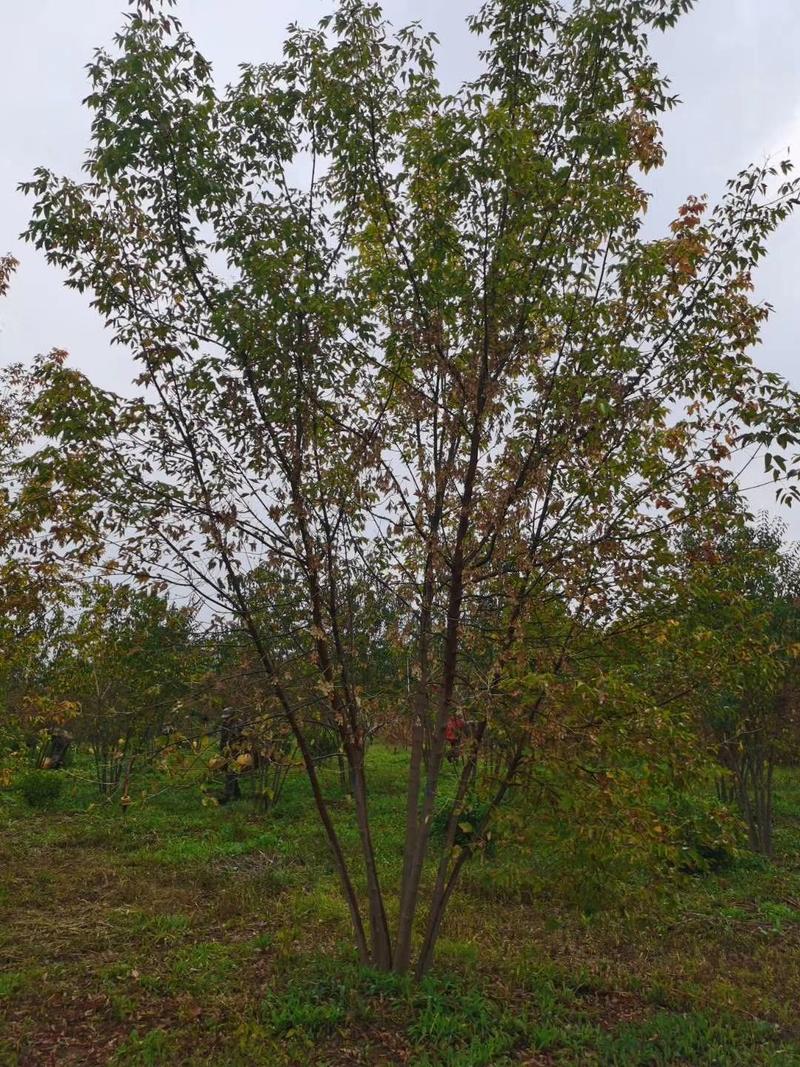 丛生丝棉木桃叶卫矛树苗多分枝乔灌木东北彩叶树种
