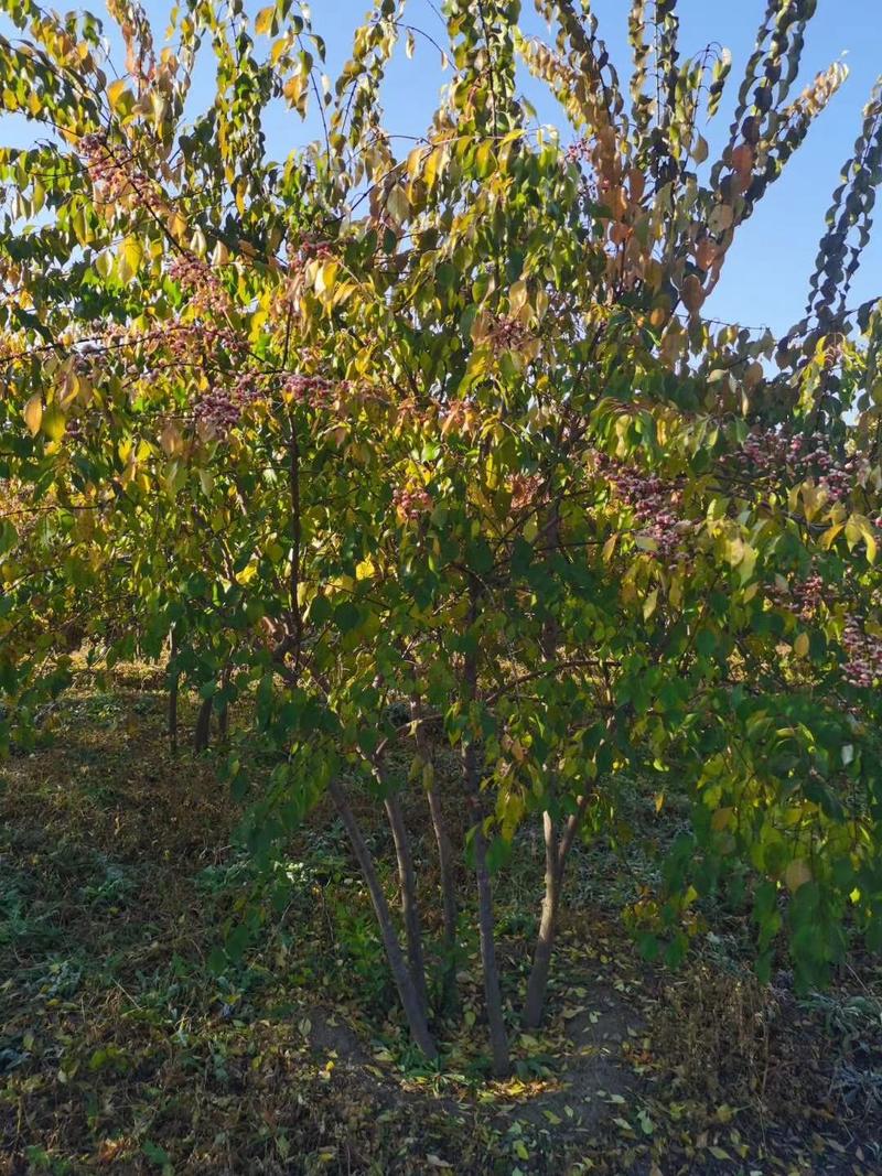 丛生丝棉木桃叶卫矛树苗多分枝乔灌木东北彩叶树种