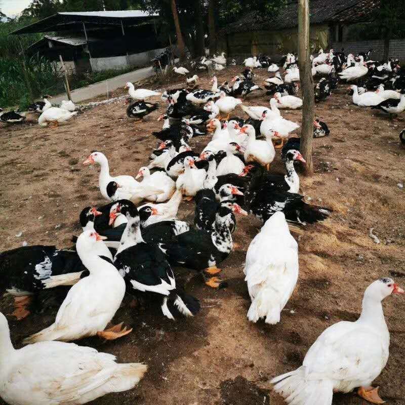 北京鸭子麻鸭花边鸭可现场看货下单