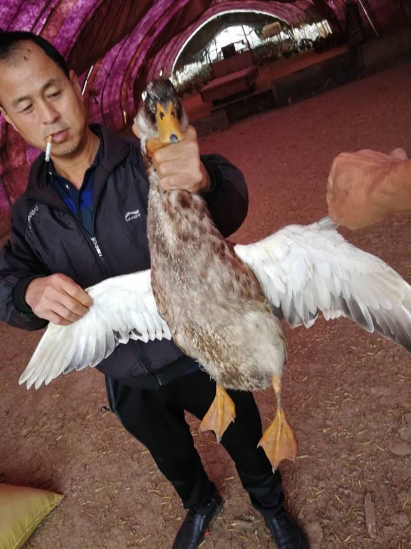 北京鸭子麻鸭花边鸭可现场看货下单