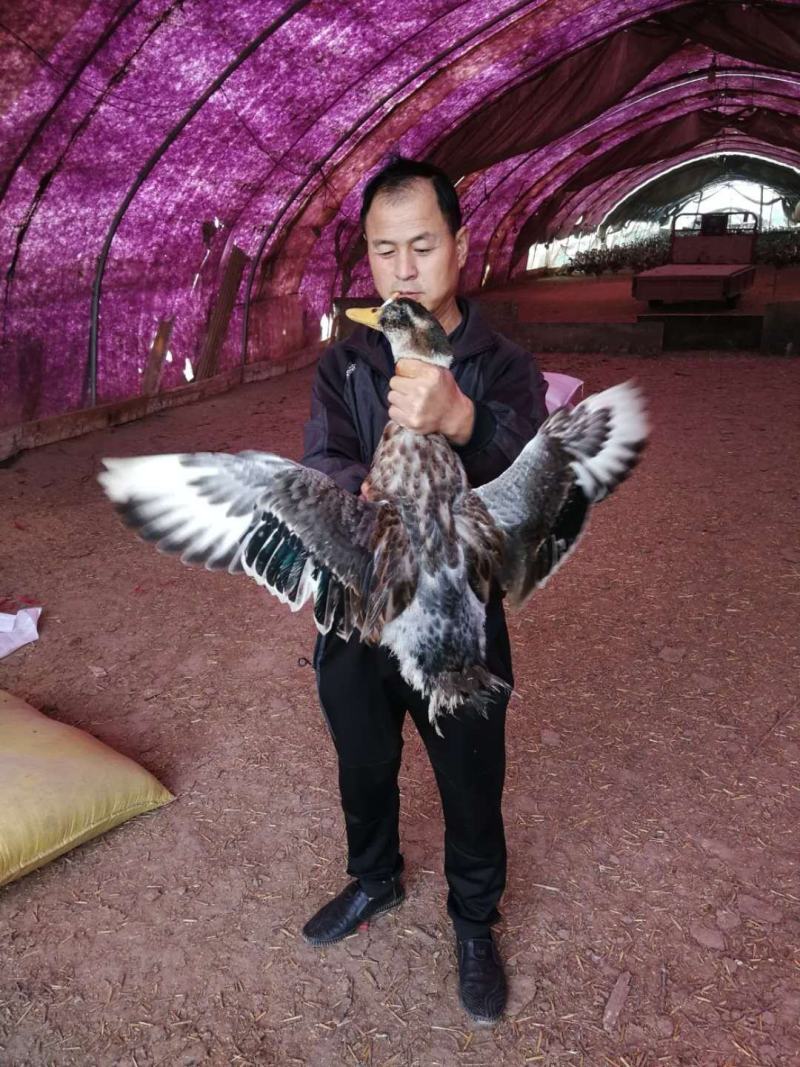 北京鸭子麻鸭花边鸭可现场看货下单