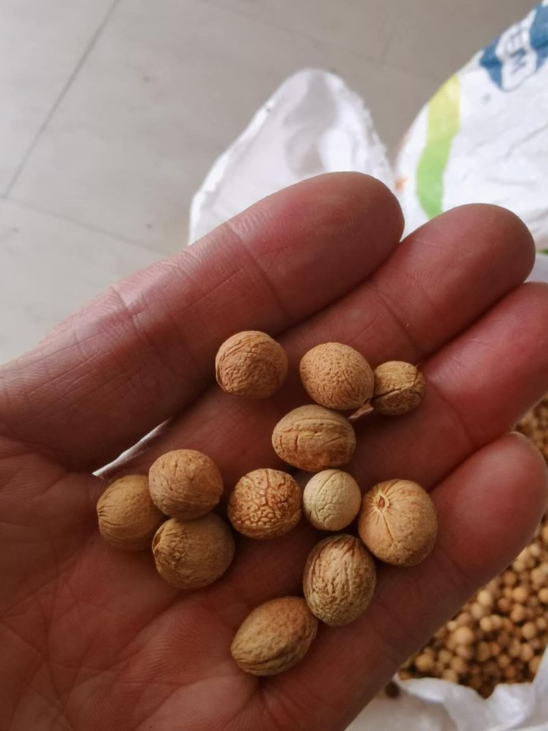 批发榆叶梅种子