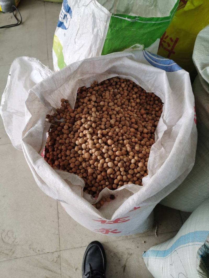 批发榆叶梅种子