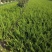 龙柏40公分高龙柏苗铺地柏3米龙柏侧柏苗