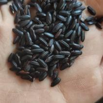 厂家直销大粒黑米一级黑米黑香米黑碎米