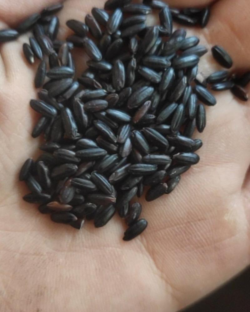 厂家直销大粒黑米一级黑米黑香米黑碎米