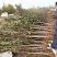 樱花3公分樱花树早樱和晚樱的区别8公分日本早樱