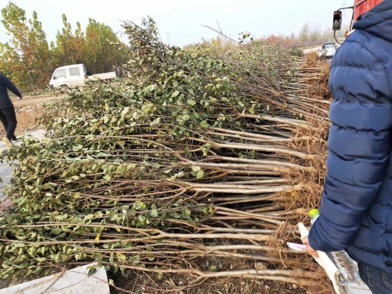 樱花3公分樱花树早樱和晚樱的区别8公分日本早樱