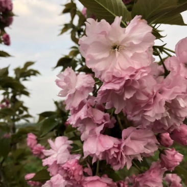 樱花3公分樱花树早樱和晚樱的区别8公分日本早樱