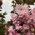樱花3公分樱花树早樱和晚樱的区别8公分日本早樱