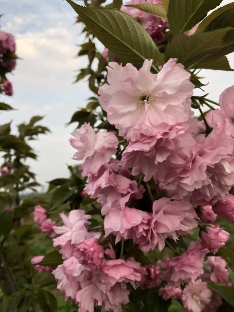 樱花3公分樱花树早樱和晚樱的区别8公分日本早樱