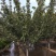 樱花3公分樱花树早樱和晚樱的区别8公分日本早樱