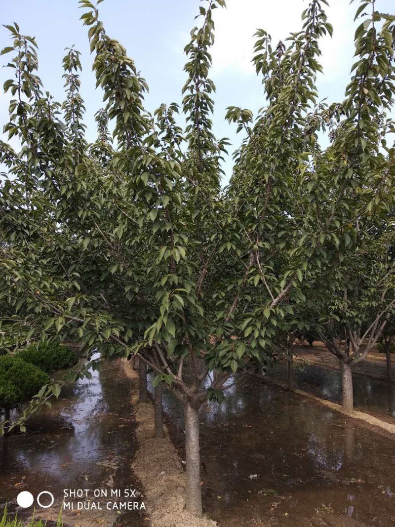 樱花3公分樱花树早樱和晚樱的区别8公分日本早樱